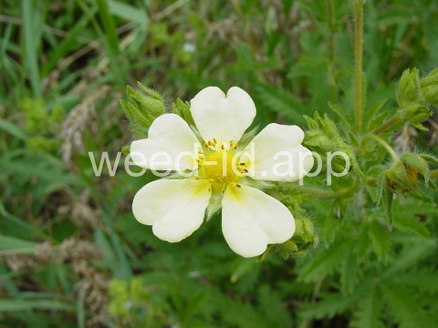 cinquefoil, sulfur